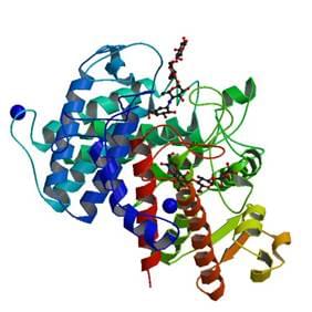Die Kristallstruktur des Komplexes einer Glucan 1,4-alpha-Glucosidase von Saccharomycopsis fibuligera mit Acarbose